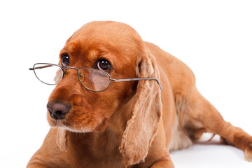 English Cocker Spaniel Dog and Glasses