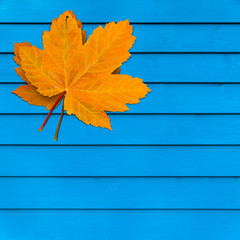 Herbst, Ahornblatt, blaue Holzwand