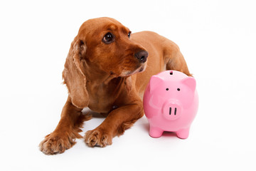 English Cocker Spaniel Dog and Piggy Bank