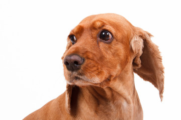 English Cocker Spaniel Dog Head