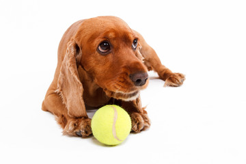 English Cocker Spaniel Dog Lying with Ball