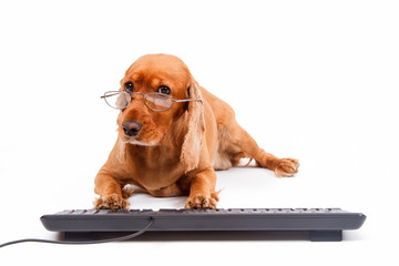English Cocker Spaniel Dog Typing Keyboard