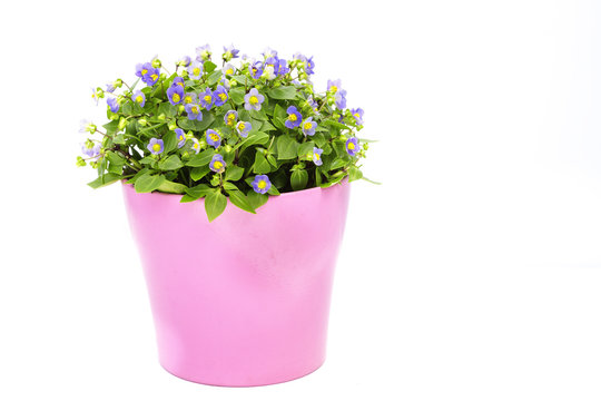 Purple House Plant (Campanula) In A Pink Pot. Isolated.