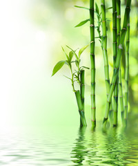 bamboo stalks on water