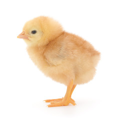 Small chicken