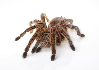 Chilean Rose Spider