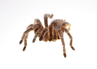Chilean Rose Spider