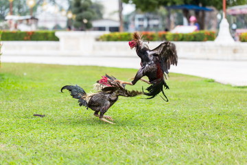 fighting cock