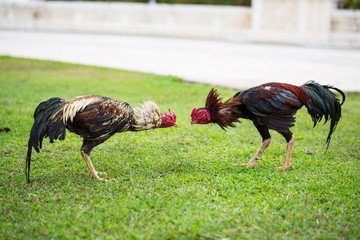 fighting cock