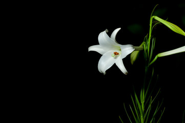 Fototapeta premium 白ゆり