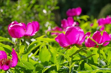 Fototapeta premium Pfingstrose - paeonia 02
