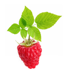 Raspberry branch isolated on white background