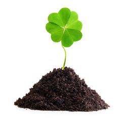 Four-leaf clover isolated in ground.