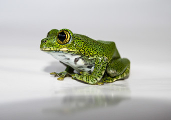 big-eyed tree frog (16) leptopelis vermiculatus, focus is on the
