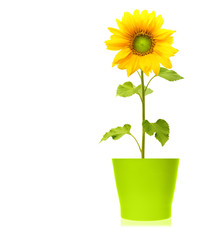 Sunflower plant in green pot isolated on white background.