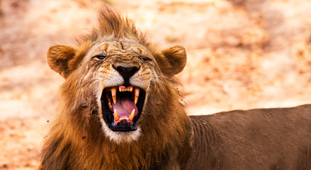 Lion displaying dangerous teeth - 55167049