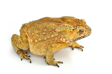 toad