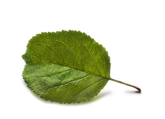 Fototapeta na wymiar Green apple leaf isolated on white background