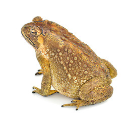 toad