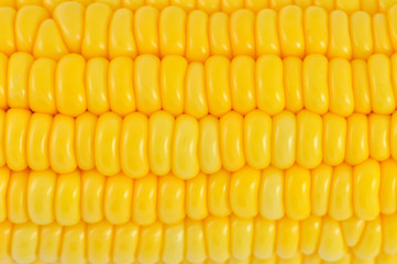 corn background
