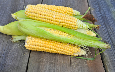 Organic fresh corn on wooden surface