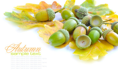Oak acorns with leaves on a white background