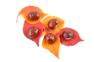 Herbstlaub und kastanie