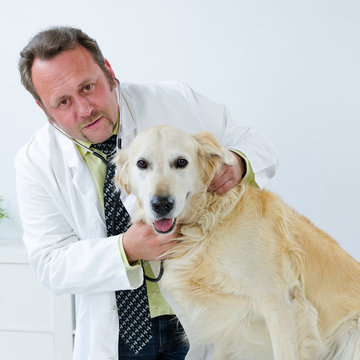 freundlicher tierarzt untersucht einen hund