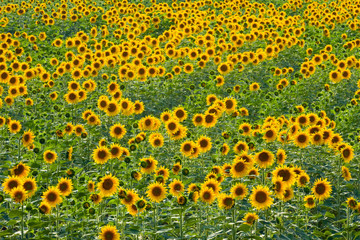 sunflower field