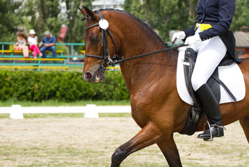 dressage horse