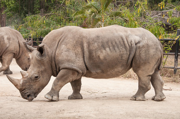 Great southern white rhinoceros.