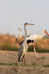 Fototapeta premium bird
