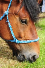t^te de cheval de trait