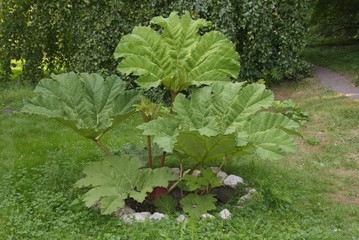 big leaves of Gunnera manicata plant