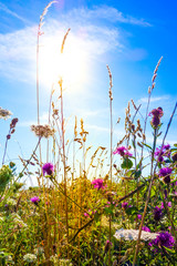 beautiful view in summer flower