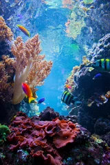 Door stickers Coral reefs Underwater scene with fish, coral reef