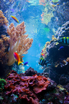 Fototapeta Podwodna scena z ryba, rafa koralowa