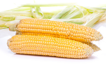 An ear of corn isolated on a white.