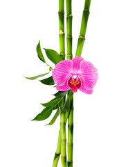 bamboo stalks with purple orchid