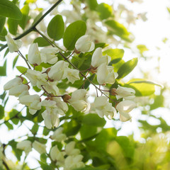 Flowering Black Locust tree