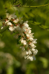 Flowering Black Locust tree