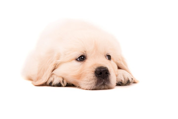 Fototapeta premium Golden Retriever