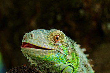 portrait about a green iguana