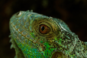 portrait about a green iguana