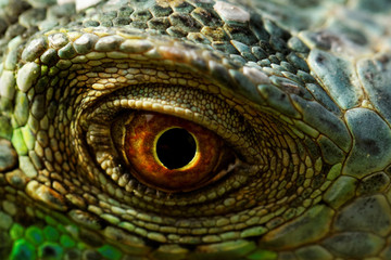 iguana eye - obrazy, fototapety, plakaty
