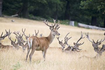 Red deer stag herd in Summer field landscape