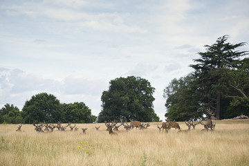 Fototapeta na wymiar Red deer stag herd in Summer field landscape