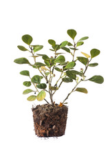 Small plant seedling III