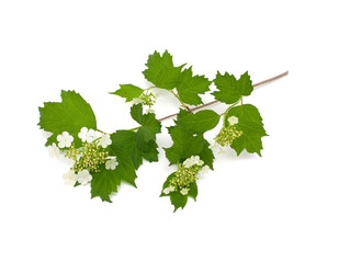 Naklejka premium guelder rose, Viburnum