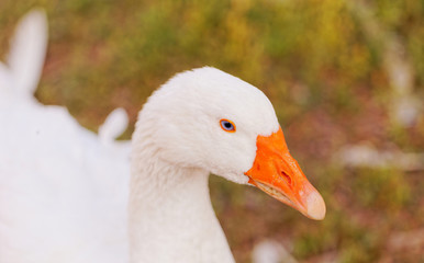 White Geese